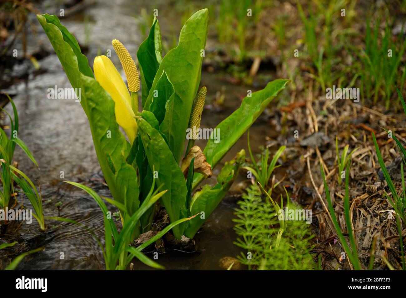 Repollo de la litera americana (Lysichiton americanus), también llamado  repollo de la litera occidental, repollo de la litera amarilla o linterna  del pantano, en su hábitat natural, un nosotros Fotografía de stock -