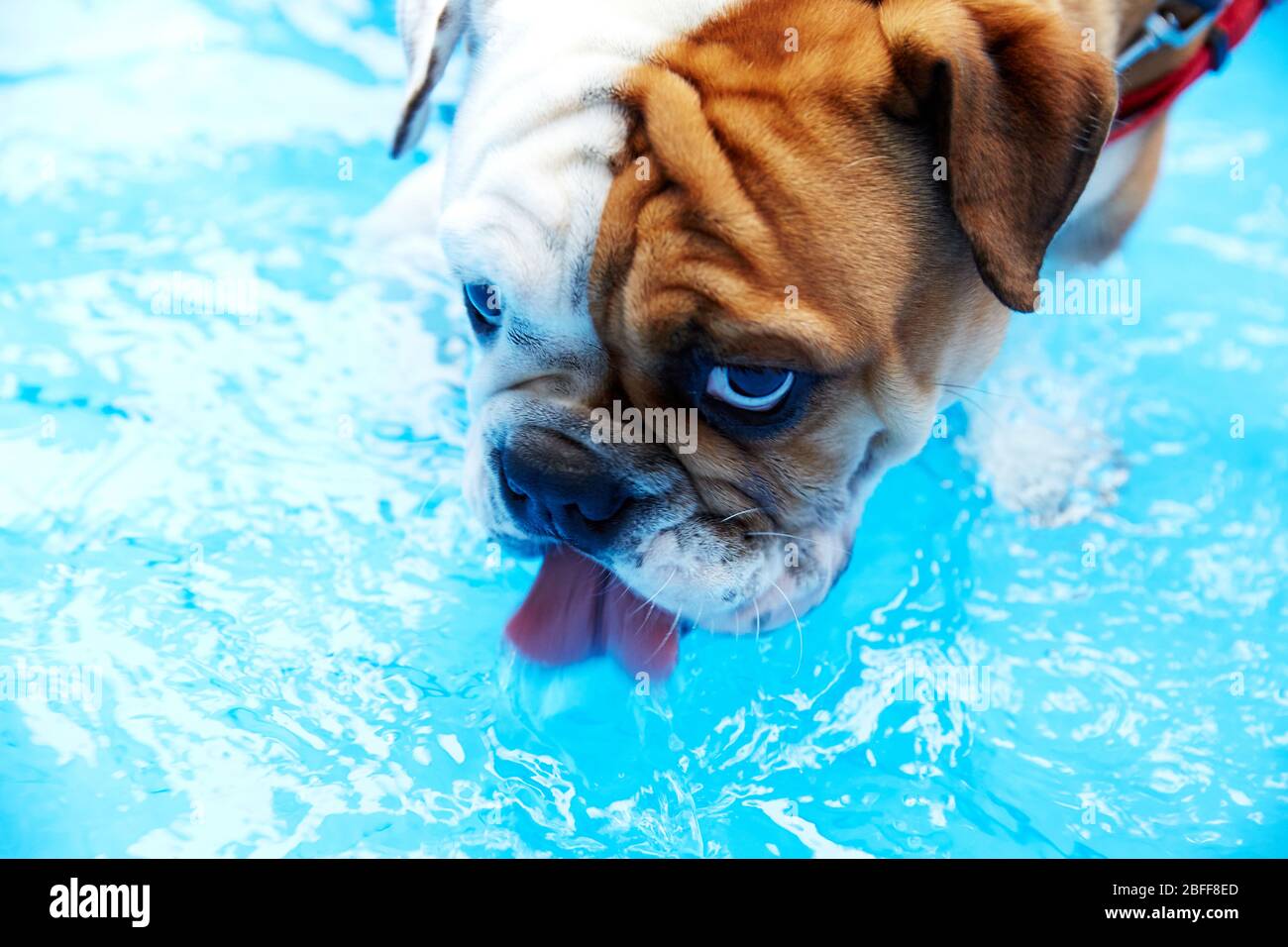 Dog lapping water fotografías e imágenes de alta resolución Alamy
