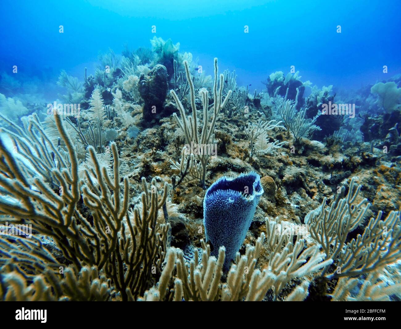 Vista submarina de cerca de pólipos de coral abiertos durante una inmersión, Cancún, Quintana Roo, México Foto de stock