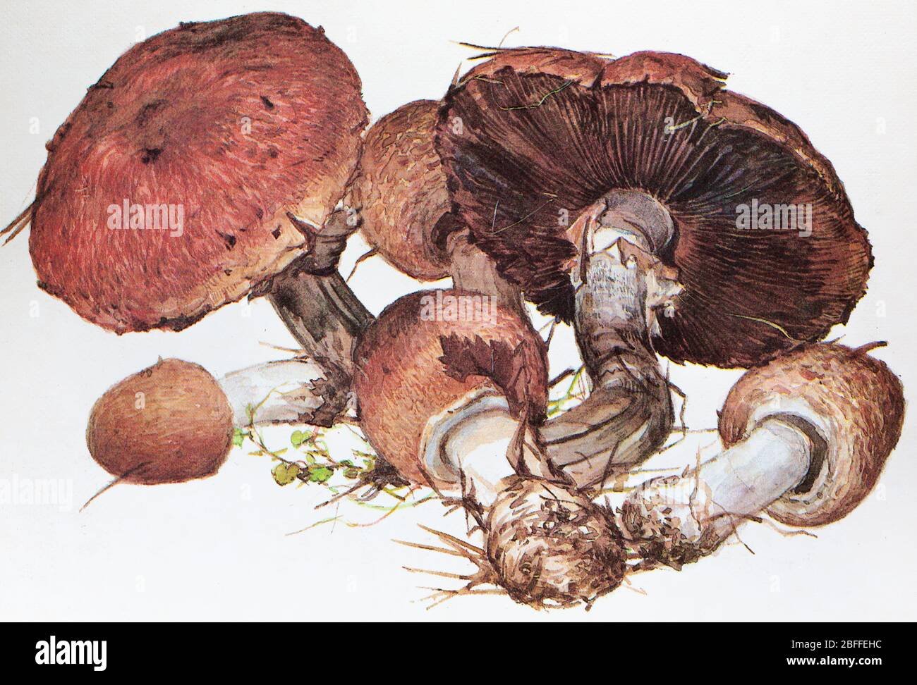 Agaricus silvaticus, Agaricus sylvaticus, champiñones de madera escamosa, champiñones de madera de sonrojarse, champiñones de pino Foto de stock