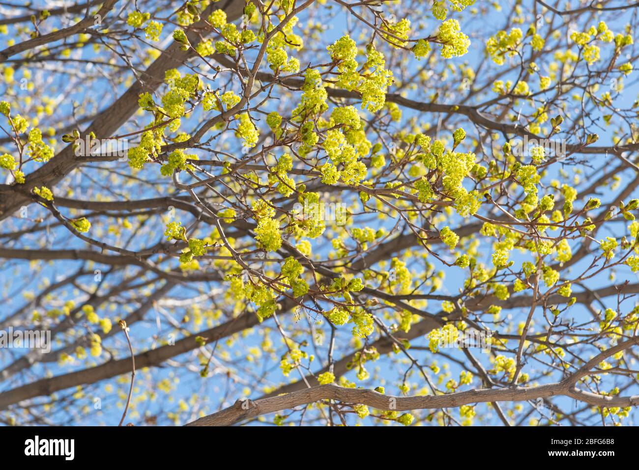 Ramas de arce cubiertas de flores primaverales con fondo azul cielo Foto de stock
