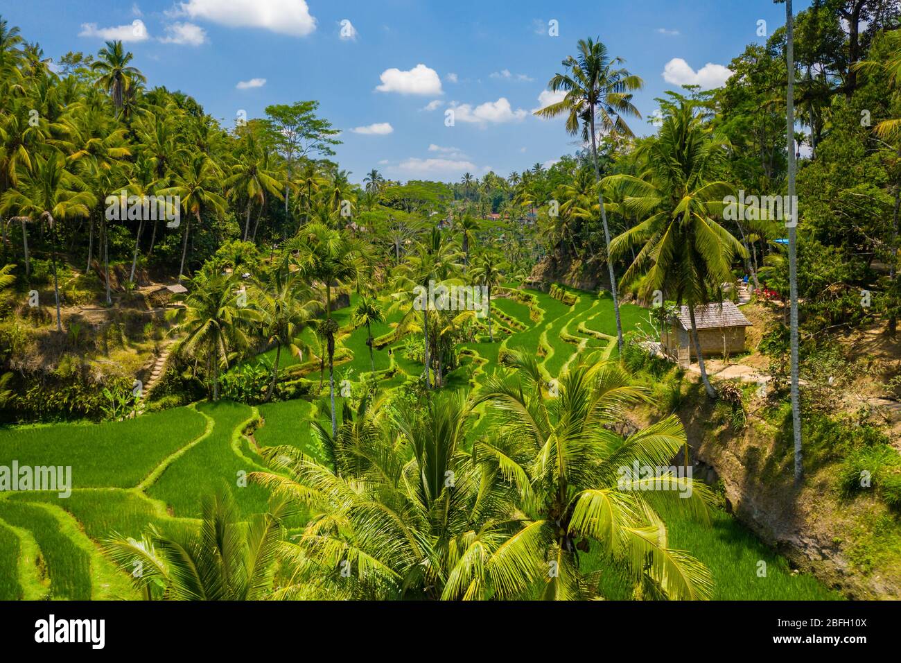 Vista de drone de baja altitud de espectaculares y hermosas terrazas de  arroz en Bali, Indonesia Fotografía de stock - Alamy
