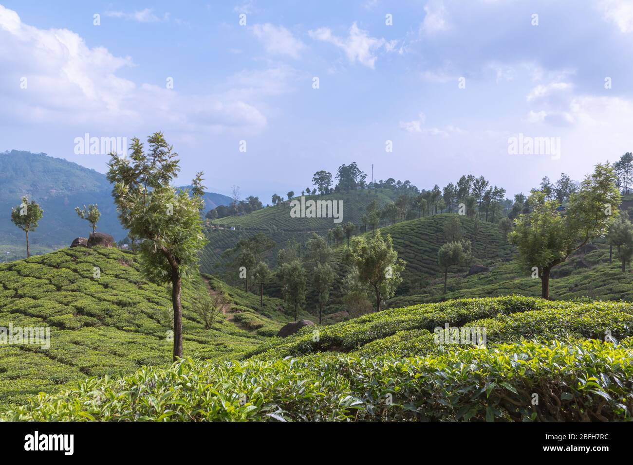 Paisaje de plantaciones de té en Munnar Kerala Foto de stock