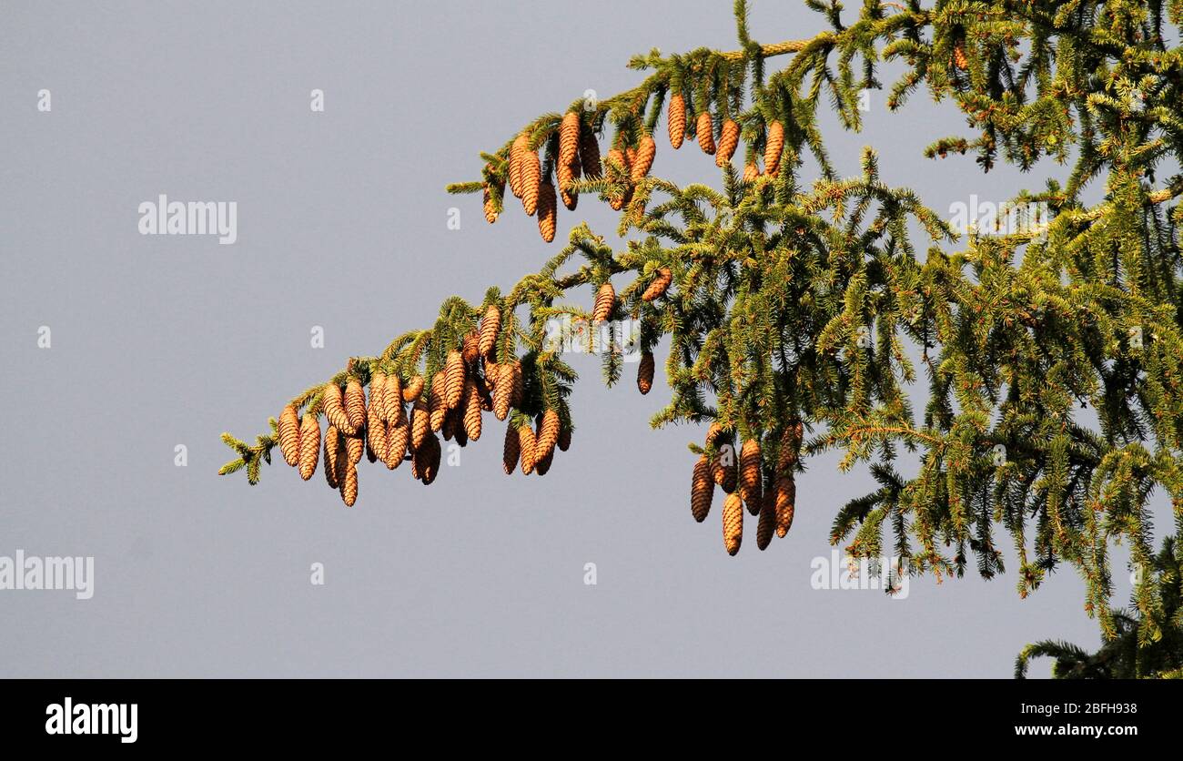 Conos de la Spruce Picea abies en Finlandia. Foto de stock
