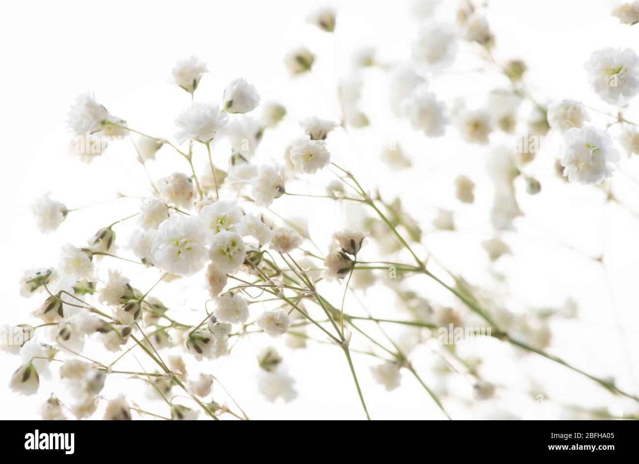 Flores delicadas fotografías e imágenes de alta resolución - Alamy