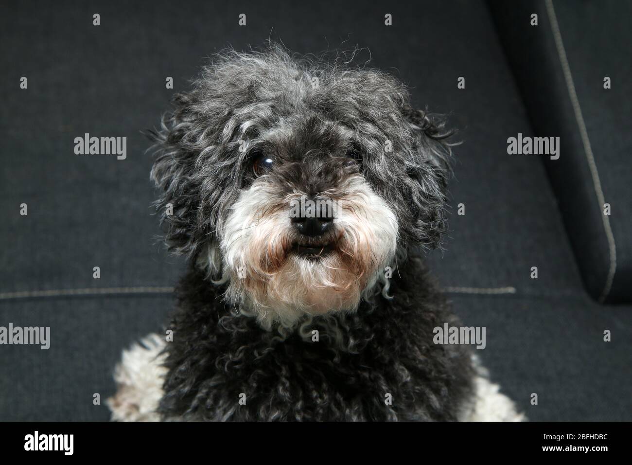 Perro de pelo rizado fotografías e imágenes de alta resolución - Alamy