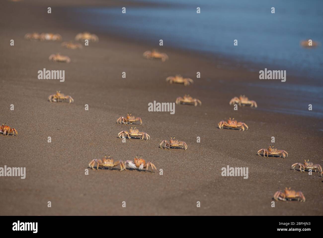 Un montón de langotiines huya en una playa en Moçambique Foto de stock