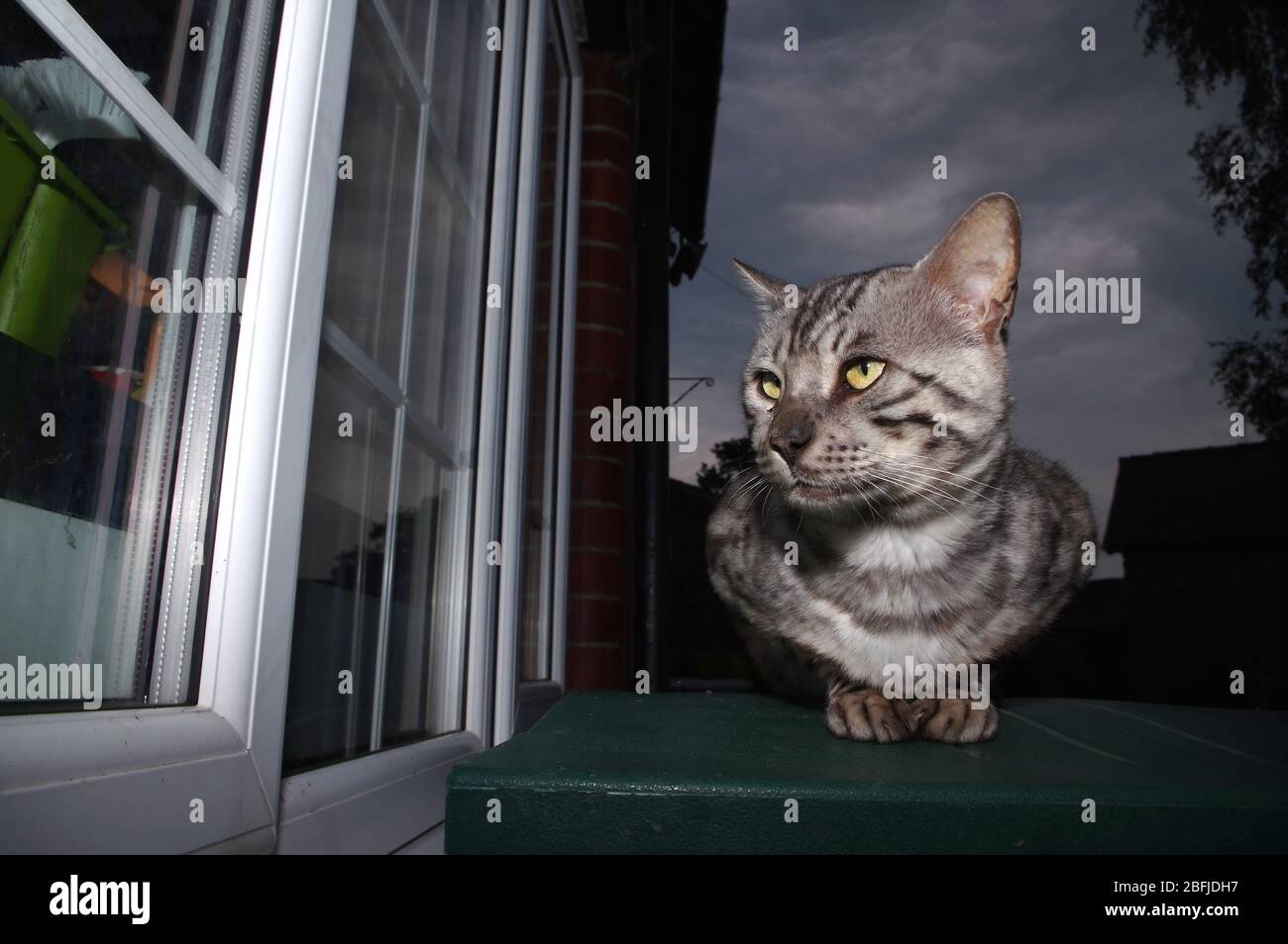 Ventana exterior de gato bengala Foto de stock
