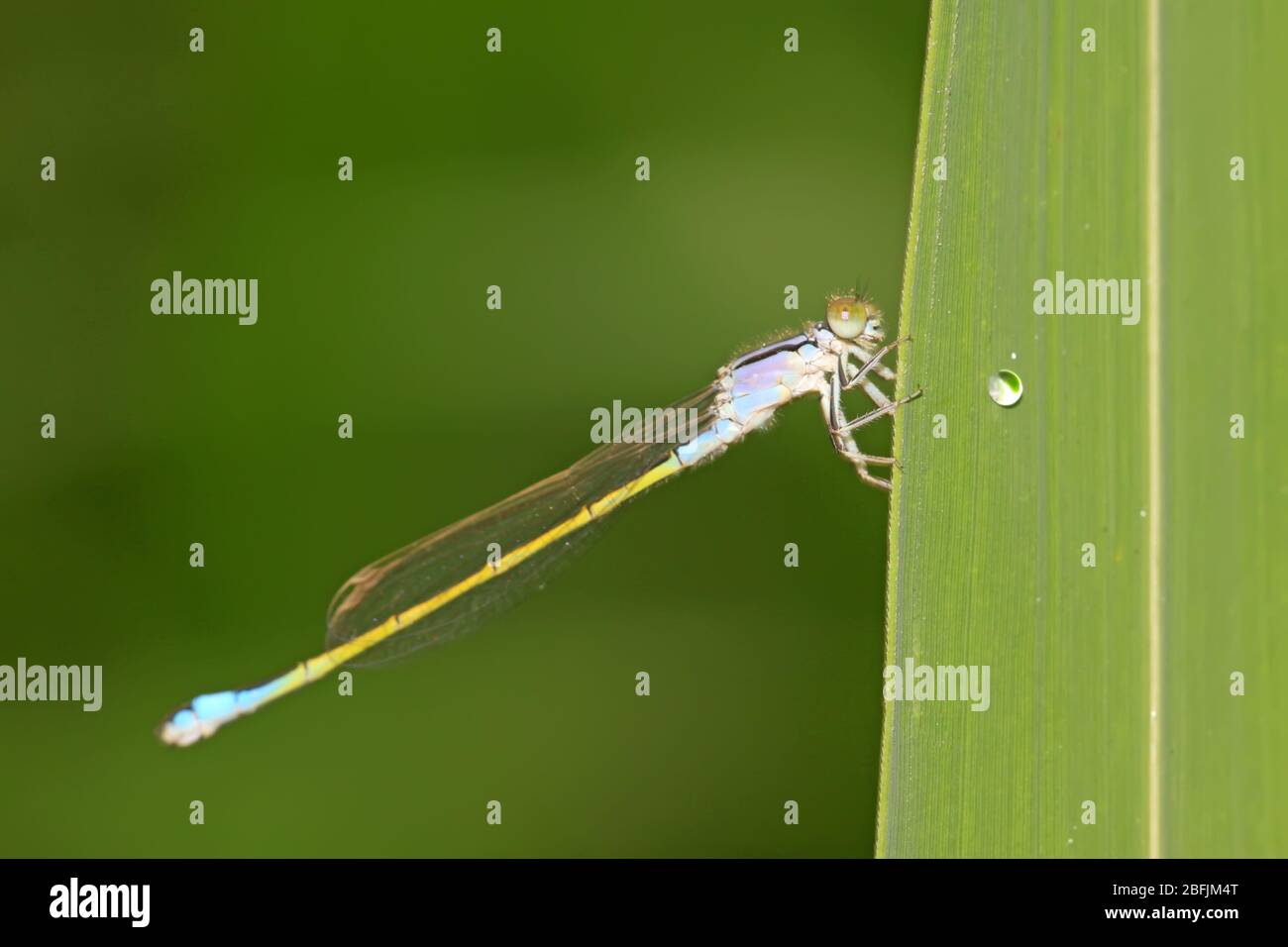 Damsel-fly en la hierba en el estado natural, cerca de las imágenes, condado de Luannan, Provincia de Hebei, China. Foto de stock