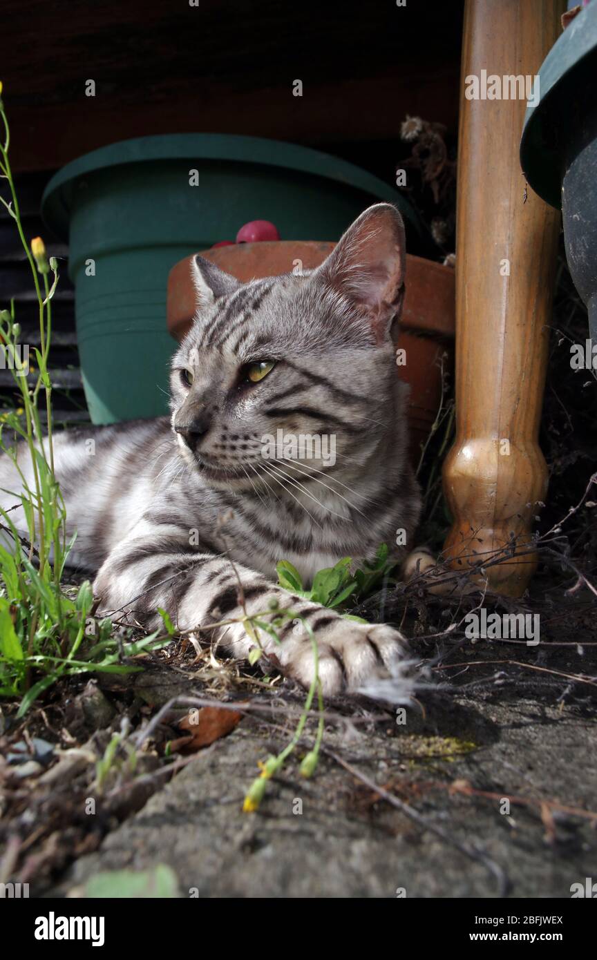 Gato de Bengala en el patio Foto de stock