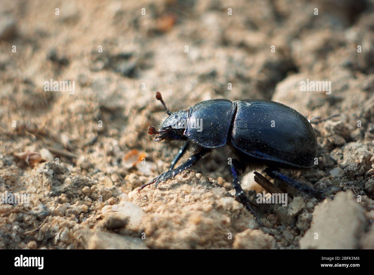 Escarabajo forestal - Anoplotrabes stercorosus Foto de stock
