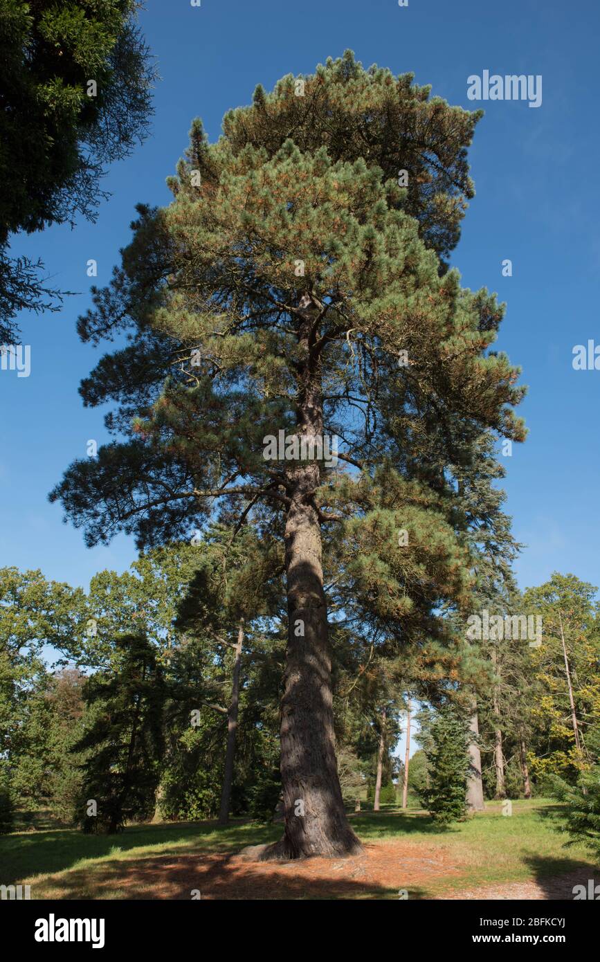 Árbol de pino de alevar (Pinus muricata) en un paisaje de bosques en Sussex Occidental Rural, Inglaterra, Reino Unido Foto de stock