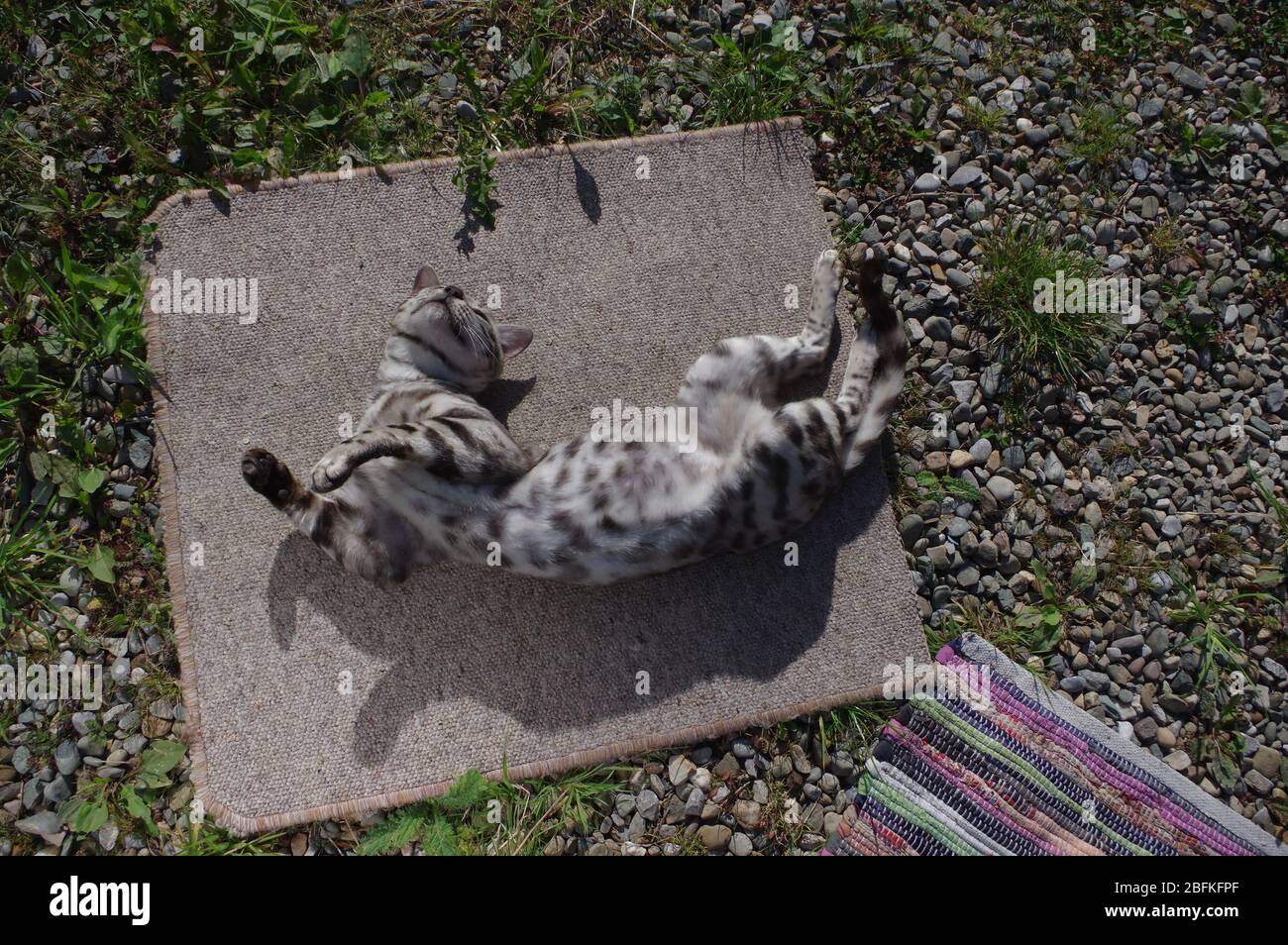 Gato de Bengala en el patio Foto de stock