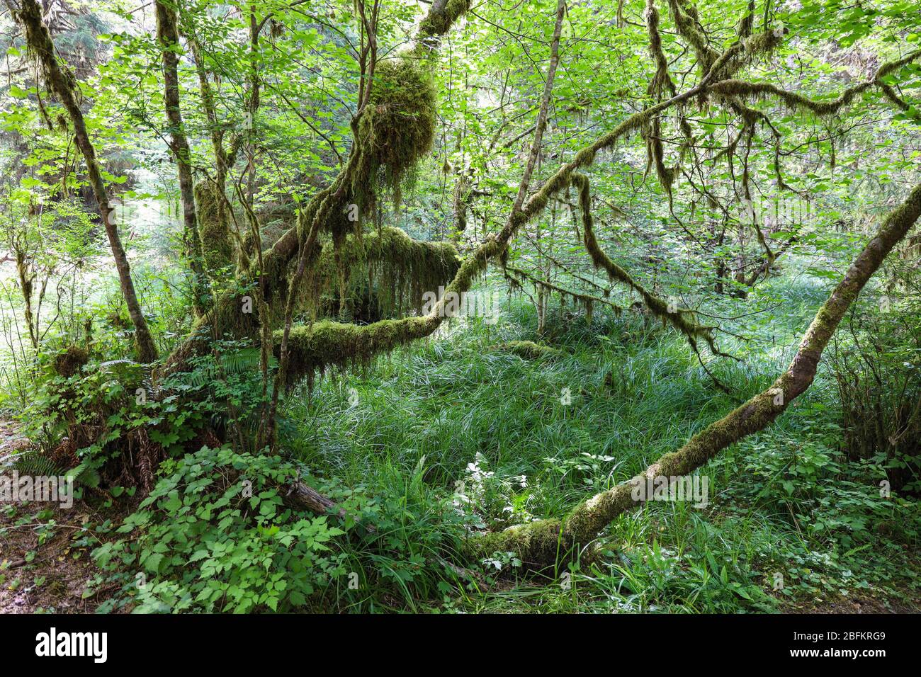 El pasillo de Mosses Trail en el bosque de lluvia de Hoh del Parque Nacional Olímpico está bordeado de árboles viejos, la mayoría patuples de hoja grande y Sitka spuces drapeados en mo Foto de stock