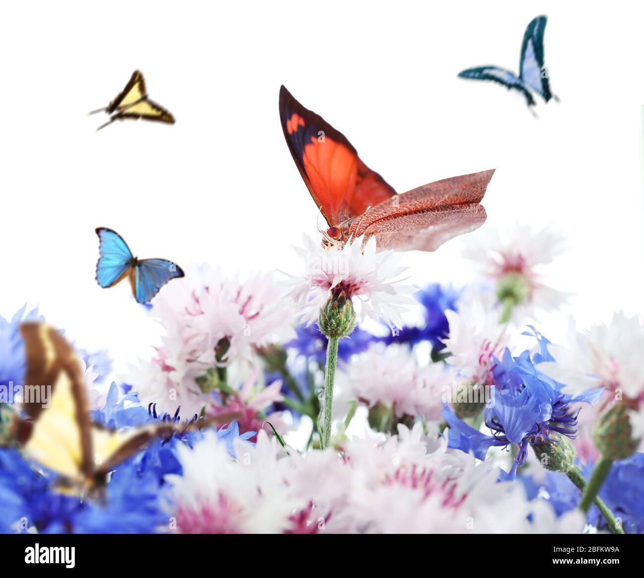 Hermosas flores silvestres y mariposas voladoras sobre fondo blanco Fotografía de stock Alamy