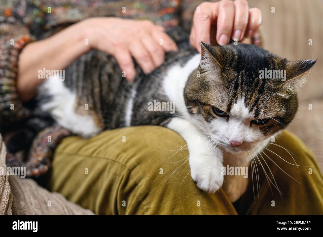 Mujer acariciando a su gato fotografías e imágenes de alta resolución -  Alamy