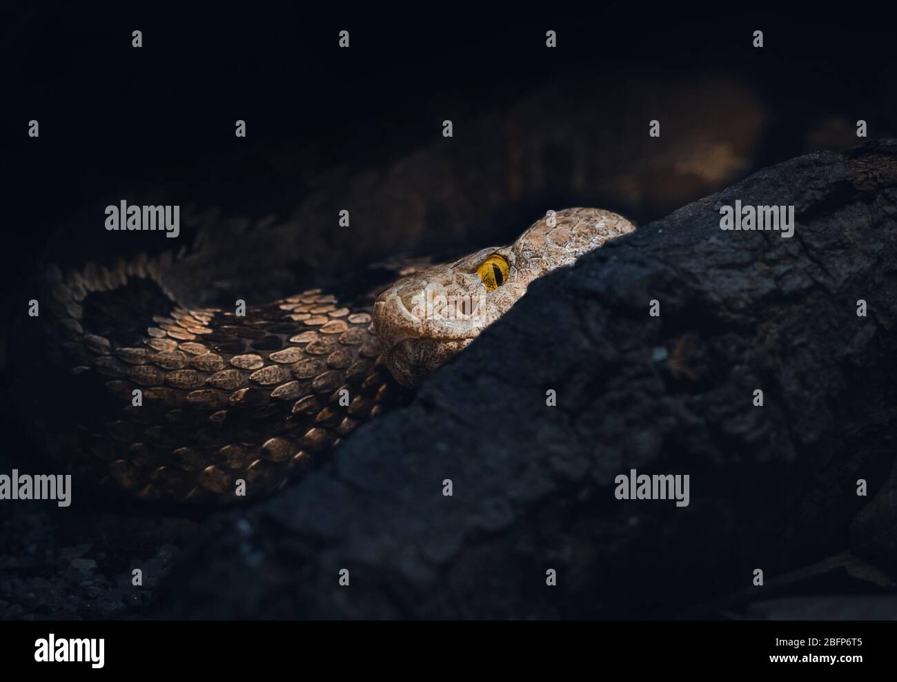 Un Piper de la familia Bothrops de serpientes. Responsable de más muertes en América Central y del Sur que cualquier otra serpiente. Usted quiere evitarlo :) Foto de stock