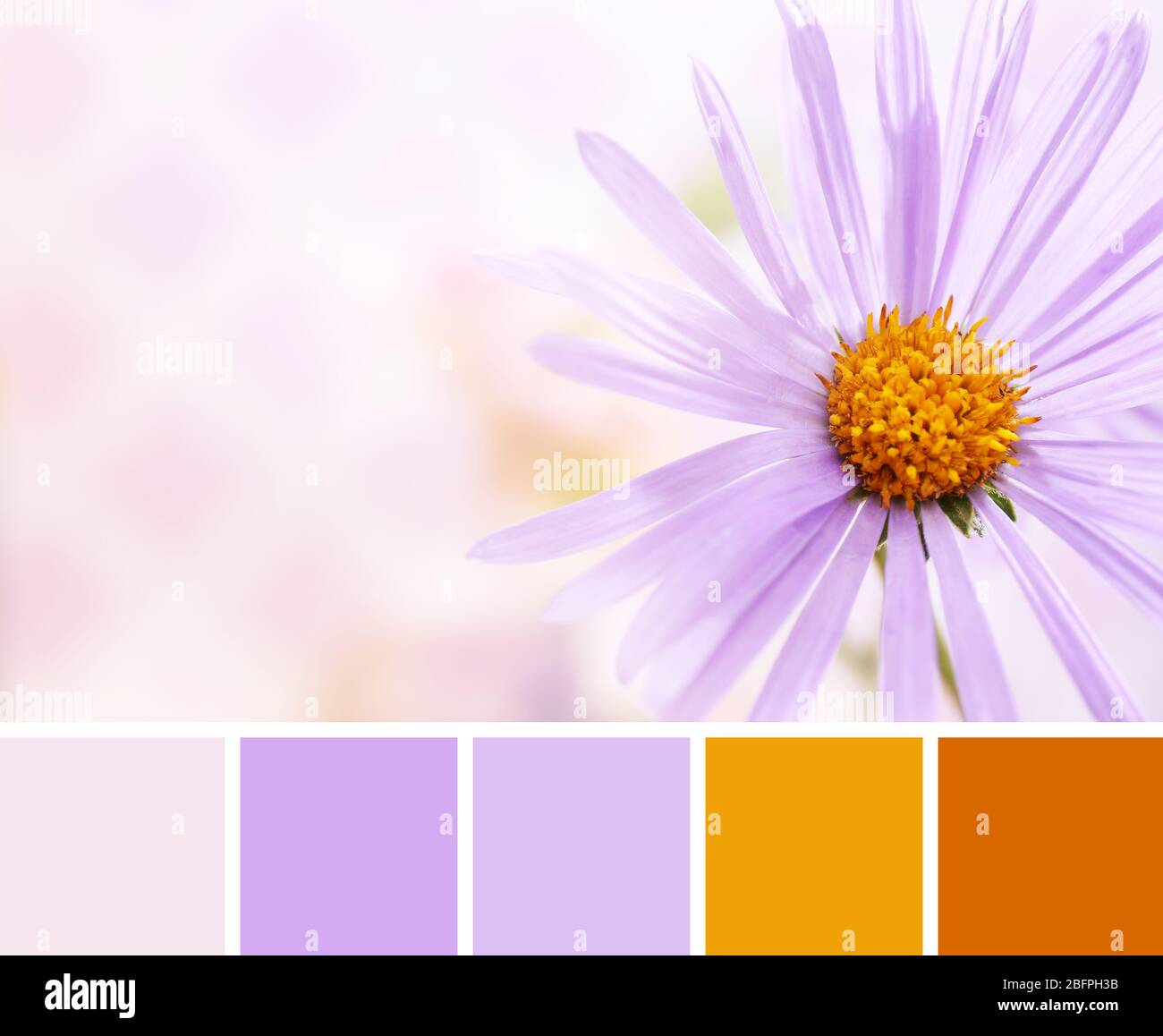 Paleta de colores lila. Hermosa flor, primer plano Fotografía de stock -  Alamy