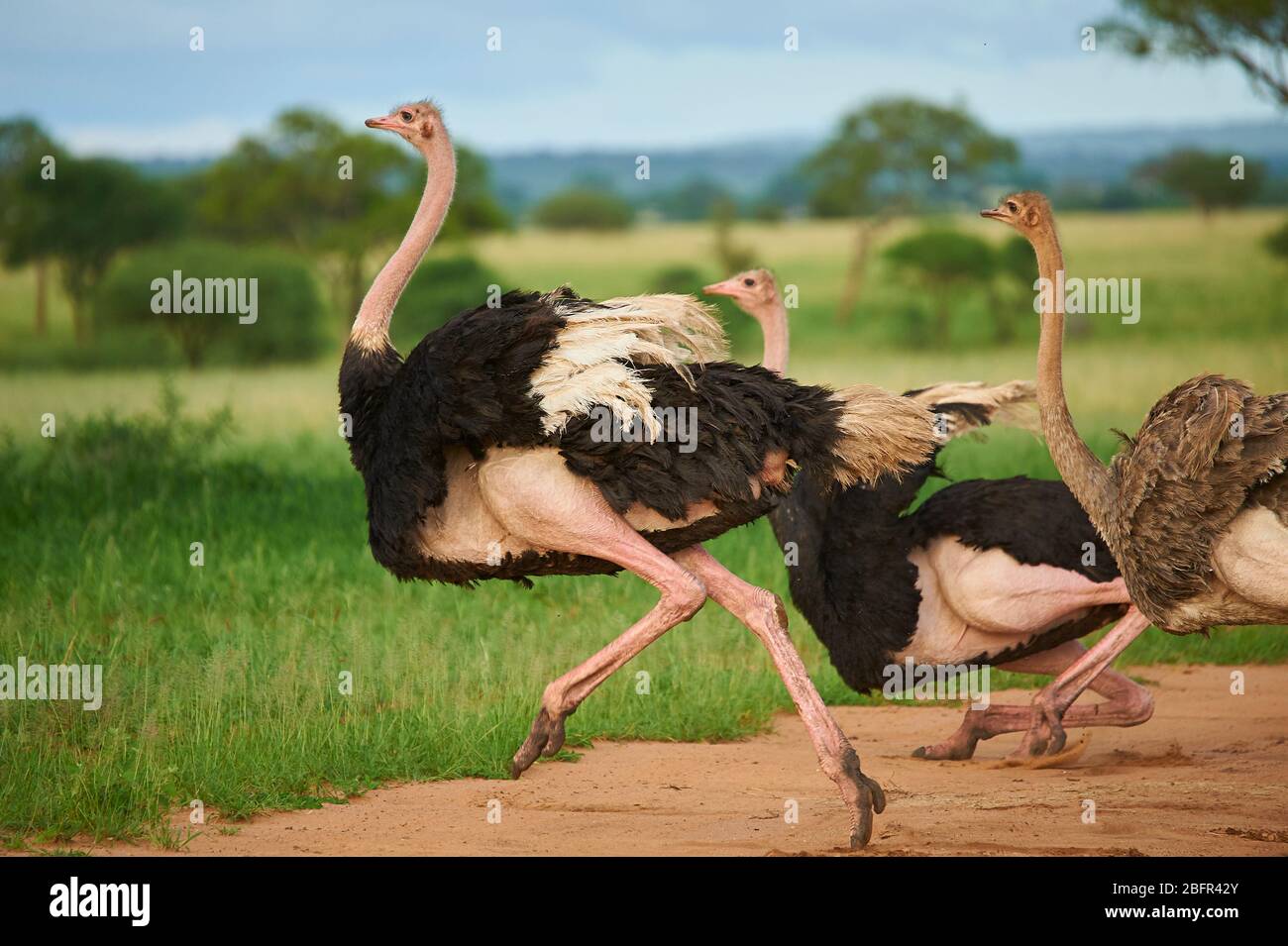 Avestruces Corriendo Fotos e Imágenes de stock Alamy
