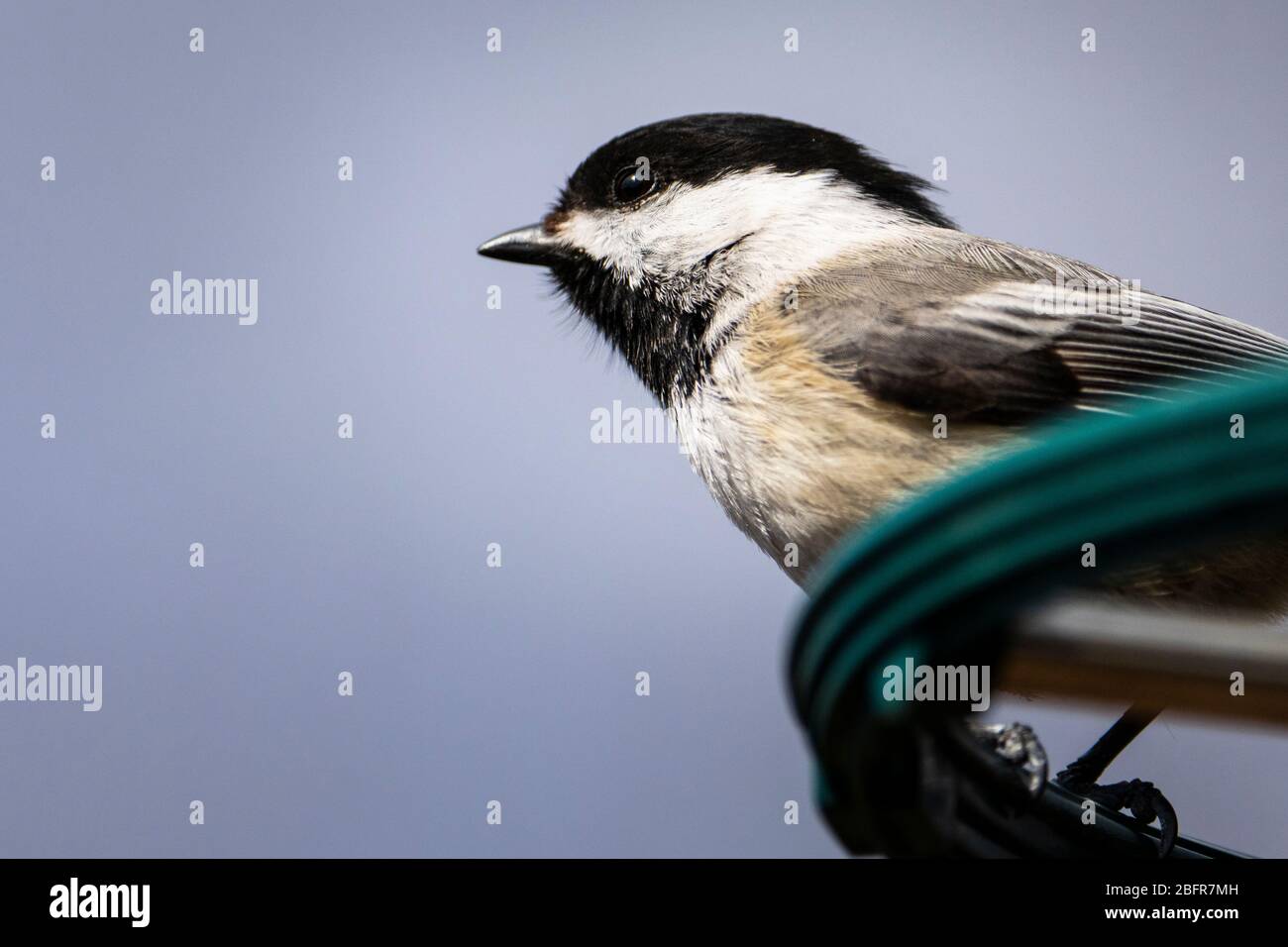 Chickadee con tapa negra en el alimentador de pájaros Foto de stock