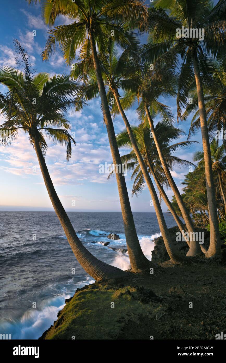 Primera belleza ligera a lo largo de la costa de Puna bordeada de palmeras en la Gran Isla de Hawai. Foto de stock