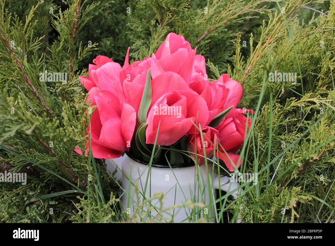 Ramo de tulipanes holandeses rosas en blanco riego puede florear en el  fondo verde de la selva enebro. Flores de primavera en el jardín. Concepto  de saludos de vacaciones Fotografía de stock -