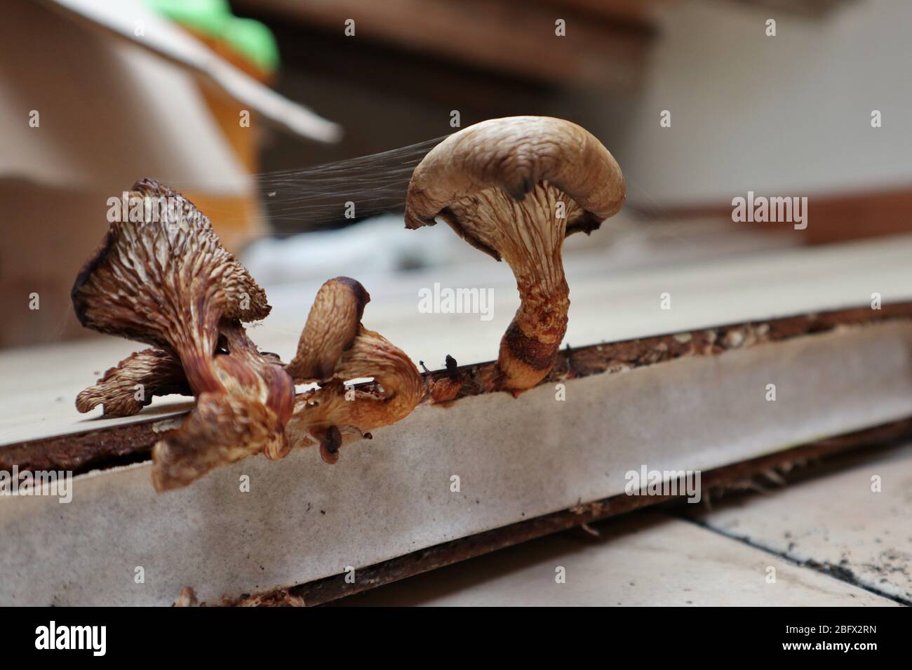 Funghi del sottotetto Foto de stock