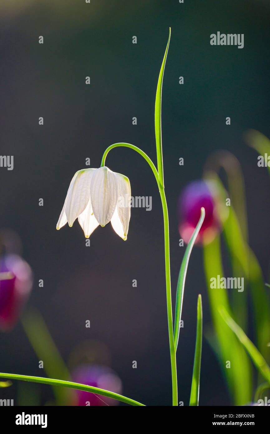 La cabeza de una serpiente blanca, flor de ajedrez (Frutillaria meleagris) florece Foto de stock