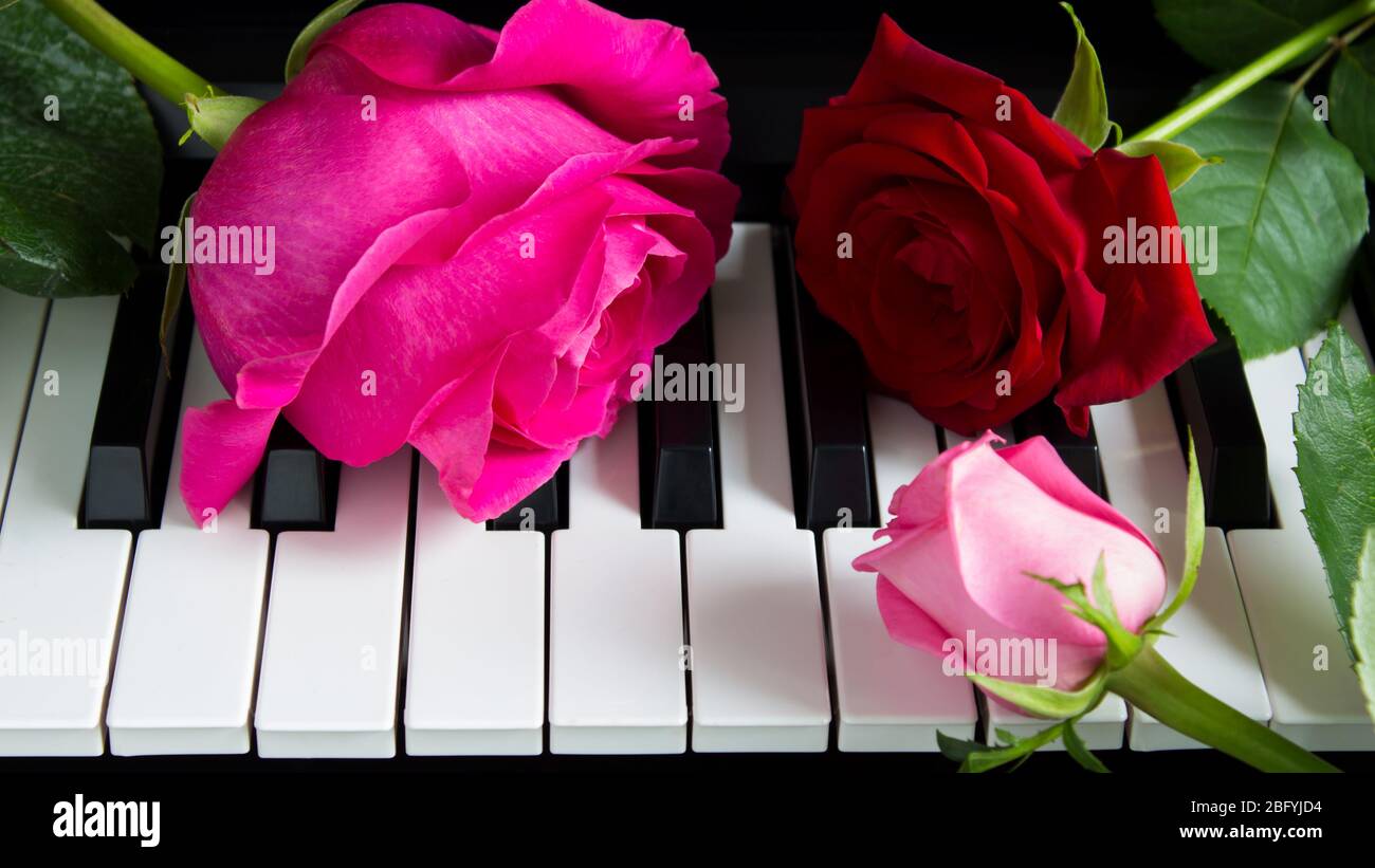 Tres rosas de color en el piano. Flores en un instrumento musical.  Cumpleaños, 8 de marzo, día internacional de la mujer, 14 de febrero, día  de San Valentín, madre' Fotografía de stock - Alamy