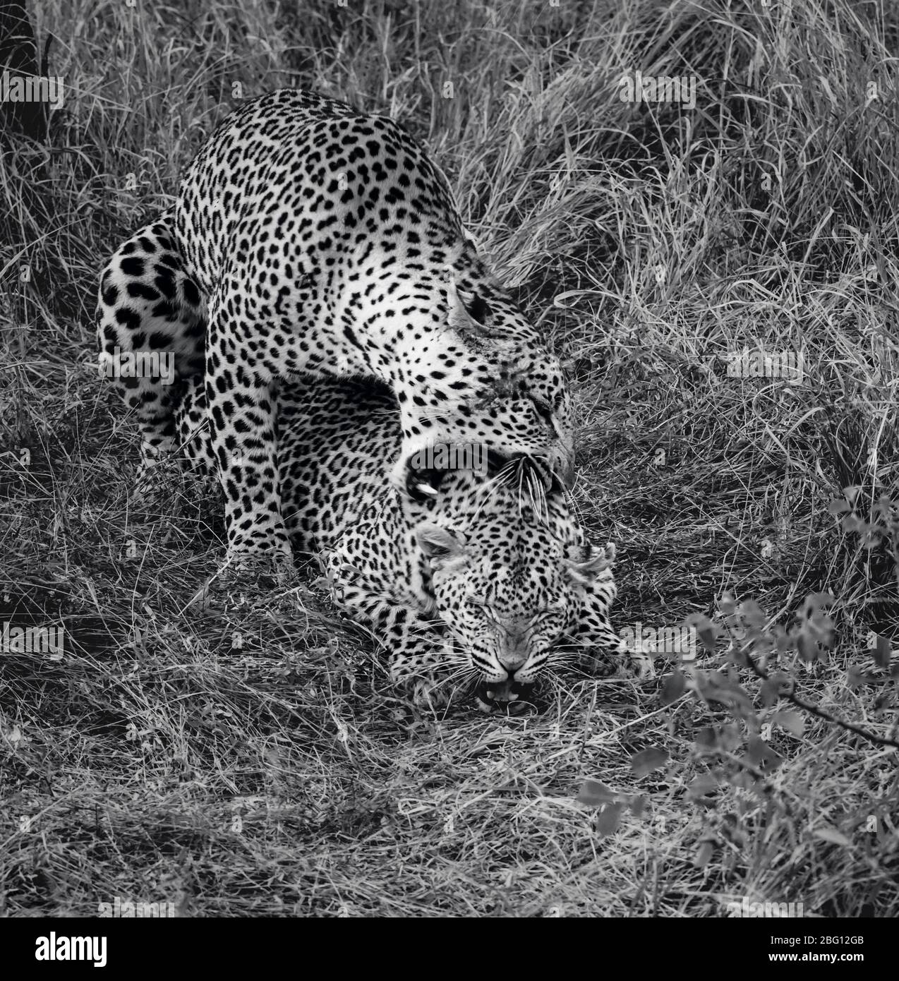 Un gato montés, fuerte y sigiloso que tiene un color amarillo con manchas negras. Par de leopardos apareándose en algún césped largo Kruger Park, Sudáfrica, Foto de stock