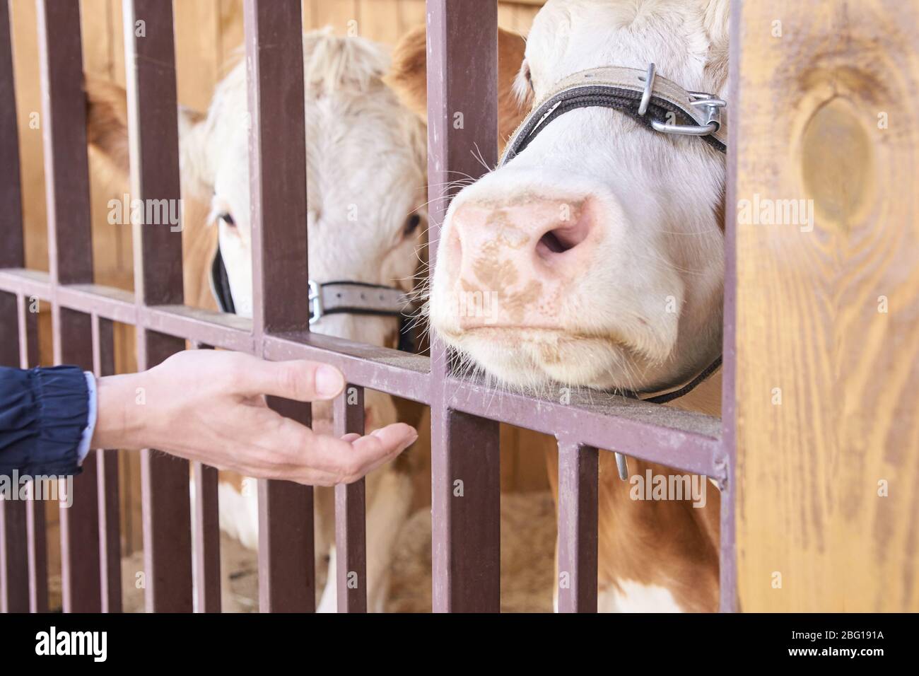 Agricultura animal enfermo. Retrato de vaca, carne de vacuno. Leche kine Foto de stock