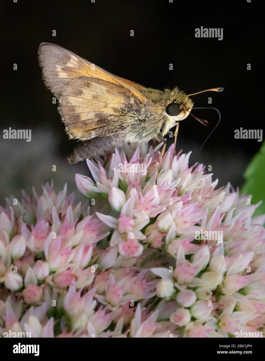 Primer plano de una mariposa ardientes patrón que se alimenta de flores en el Condado de Berks, PA Foto de stock