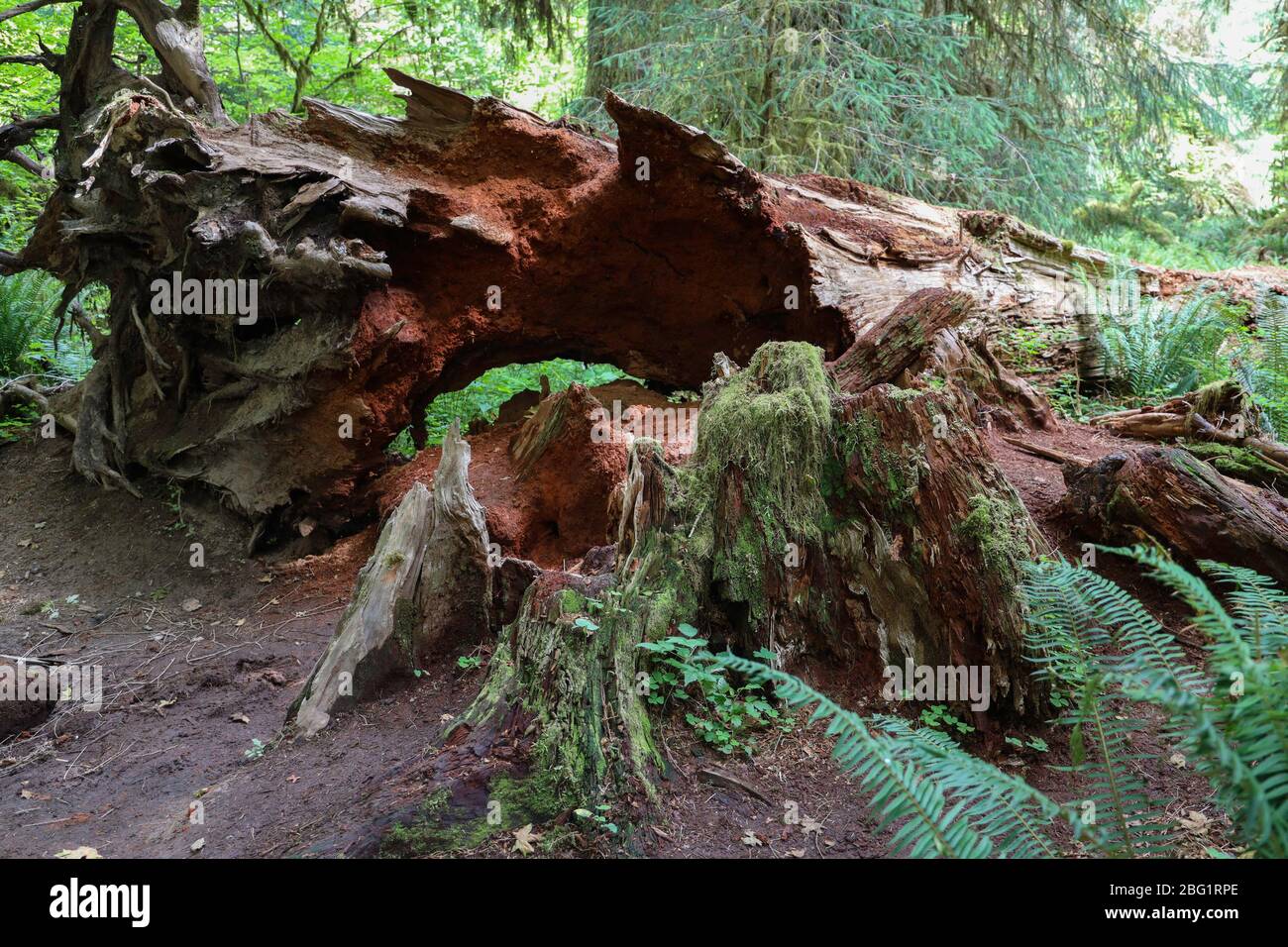 El pasillo de Mosses Trail en el bosque de lluvia de Hoh del Parque Nacional Olímpico está bordeado de árboles viejos, la mayoría patuples de hoja grande y Sitka spuces drapeados en mo Foto de stock