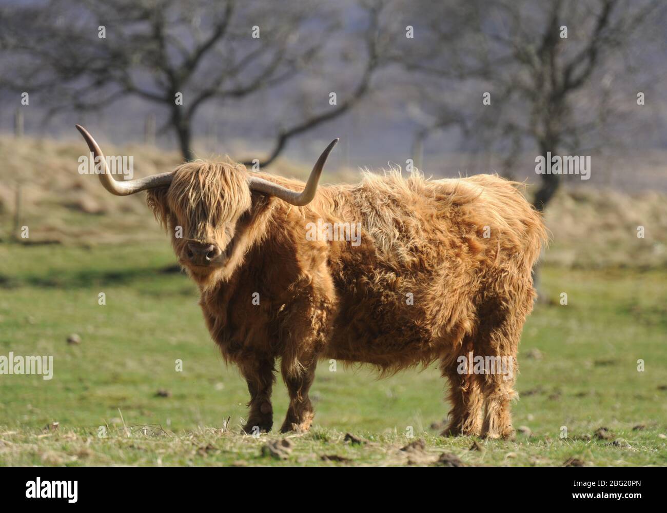 Scottish Highland Cow en su casa de pastos ásperos. Foto de stock