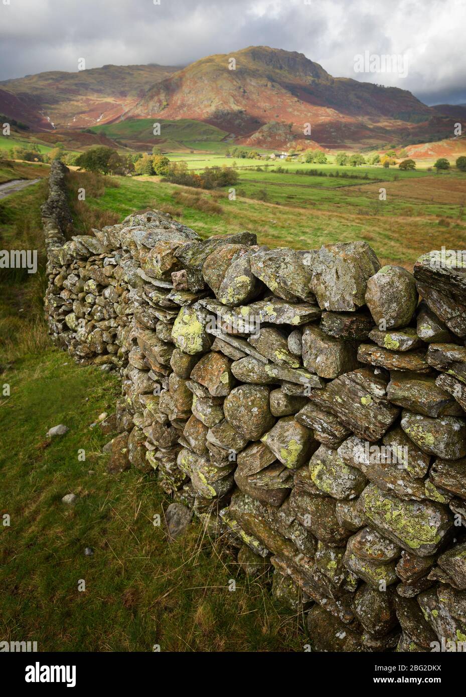 Cerca de una vieja pared de piedra cubierta de líquenes en Little Langdale en el Distrito de los Lagos, Cumbria, Reino Unido Foto de stock