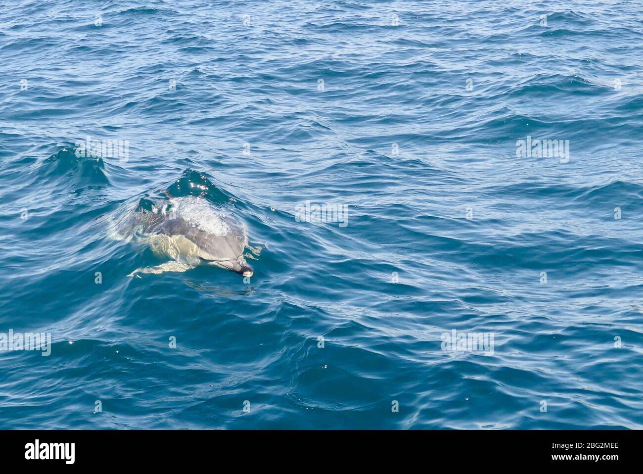 Delfinus delphis (Delphinus delphis) frente a la Bahía de las Islas, Nueva Zelanda Foto de stock