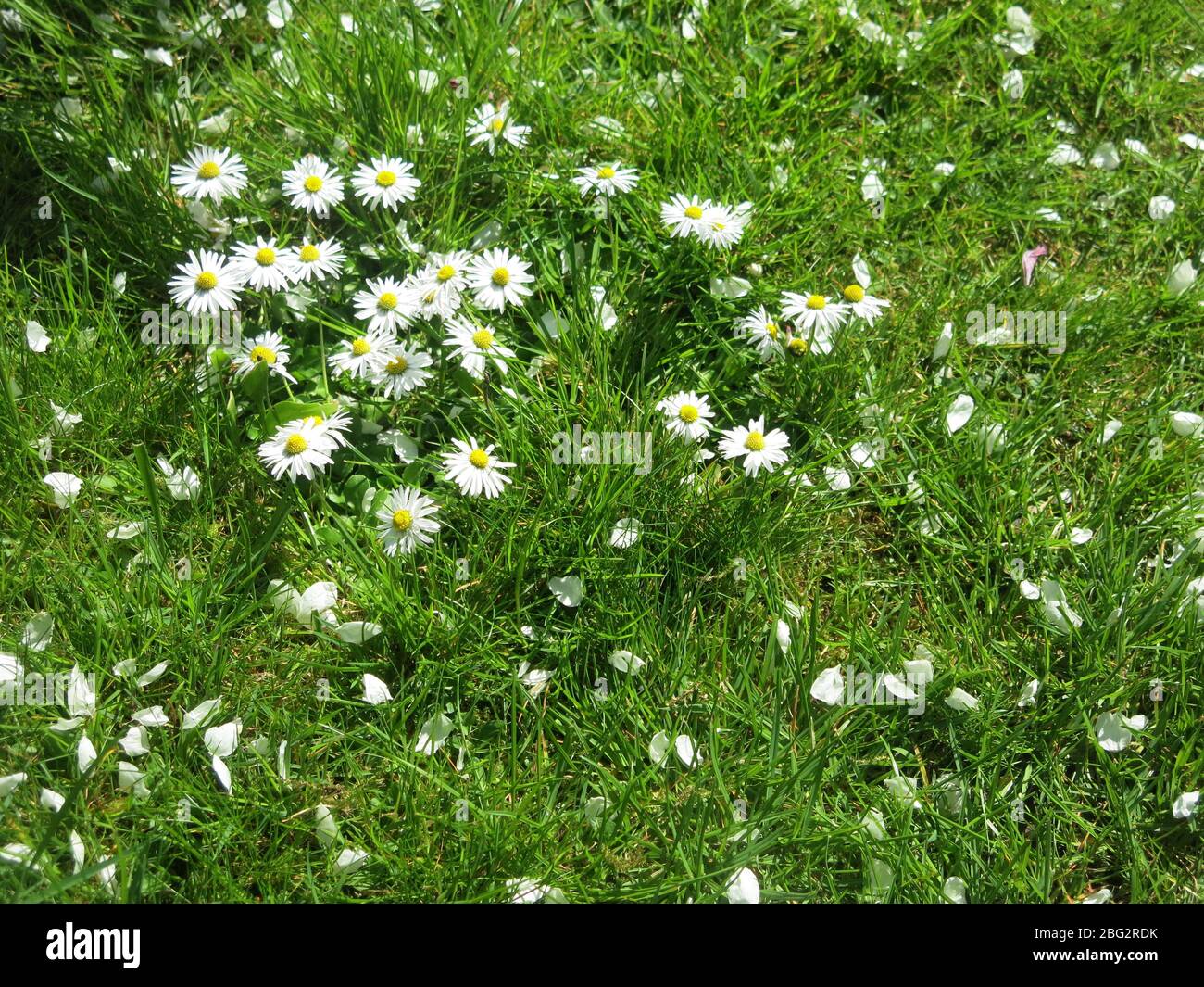 Cualquier parche de hierba en el campo inglés puede tener un grupo de margaritas blancas y amarillas soleadas; considerada una maleza si crece en el césped del jardín. Foto de stock