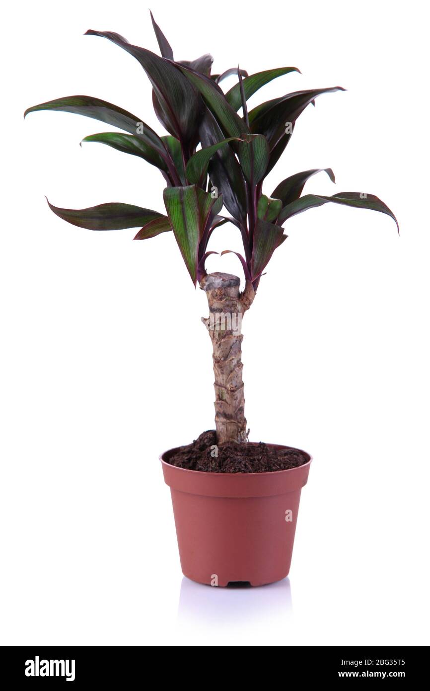 Árbol pequeño en maceta aislado sobre blanco Foto de stock