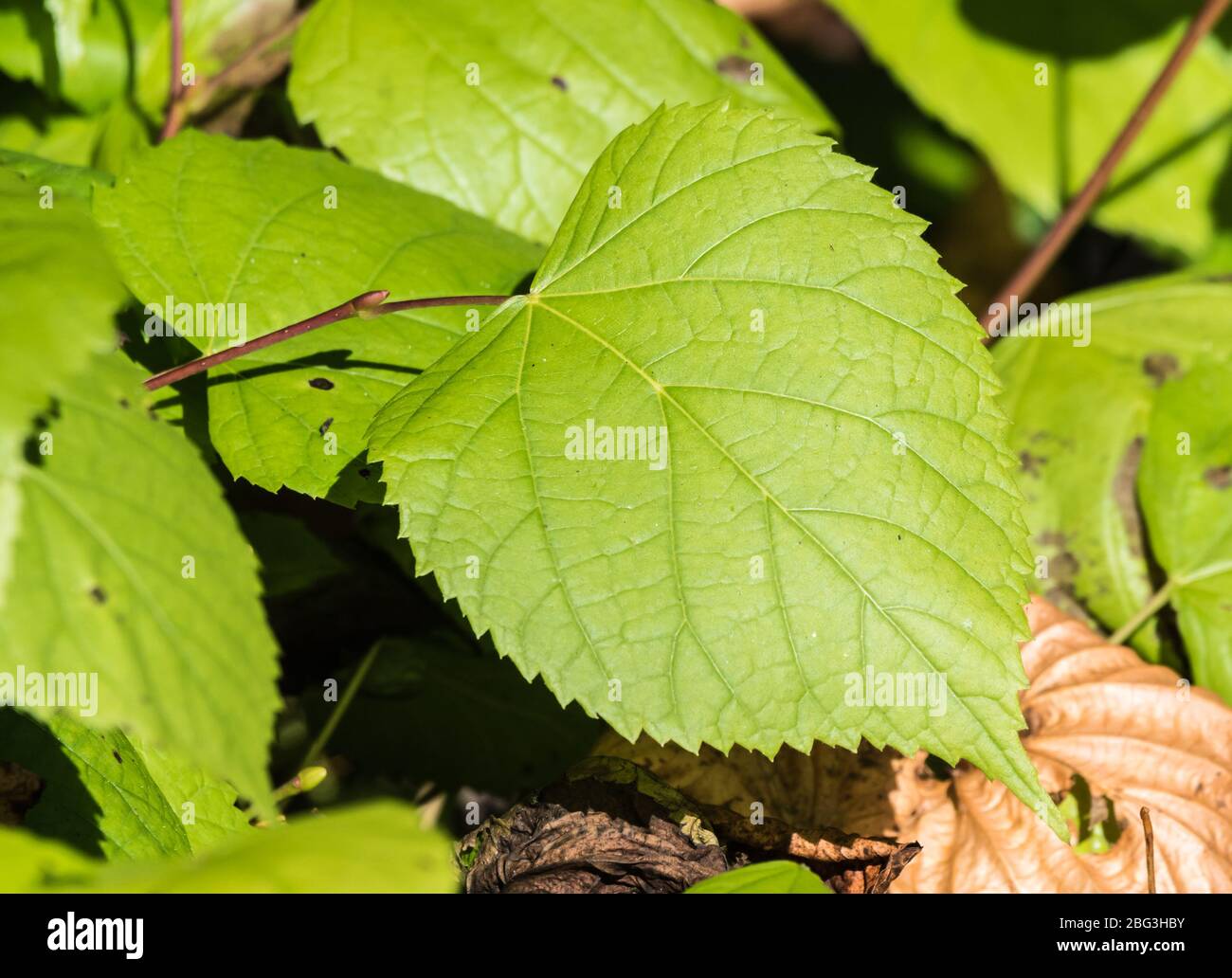 Margen de hoja dentada fotografías e imágenes de alta resolución - Alamy