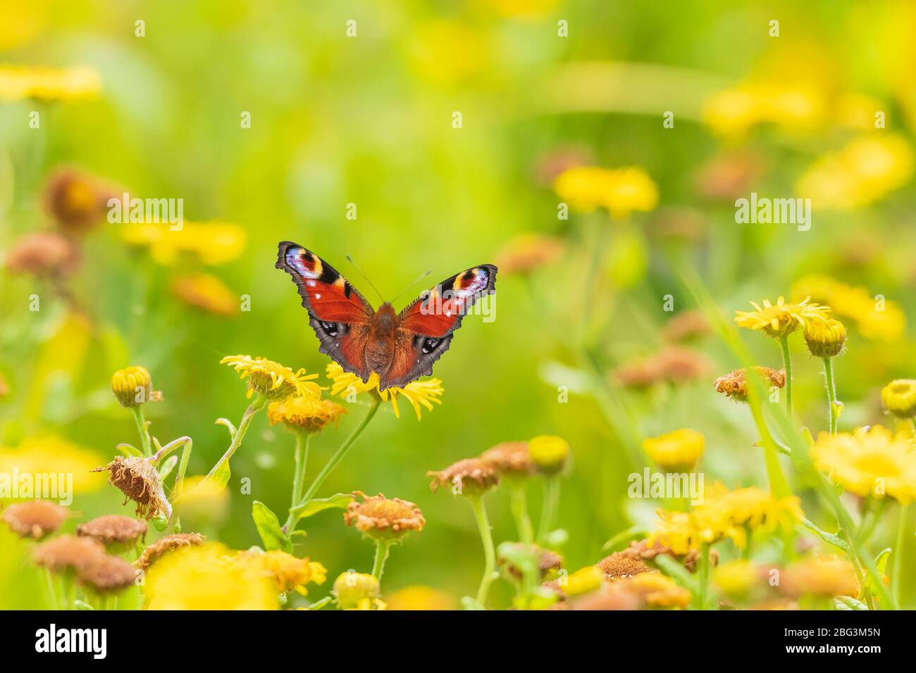 Aglais io, mariposa de pavo real descansando en un prado. Vista trasera, alas abiertas Foto de stock