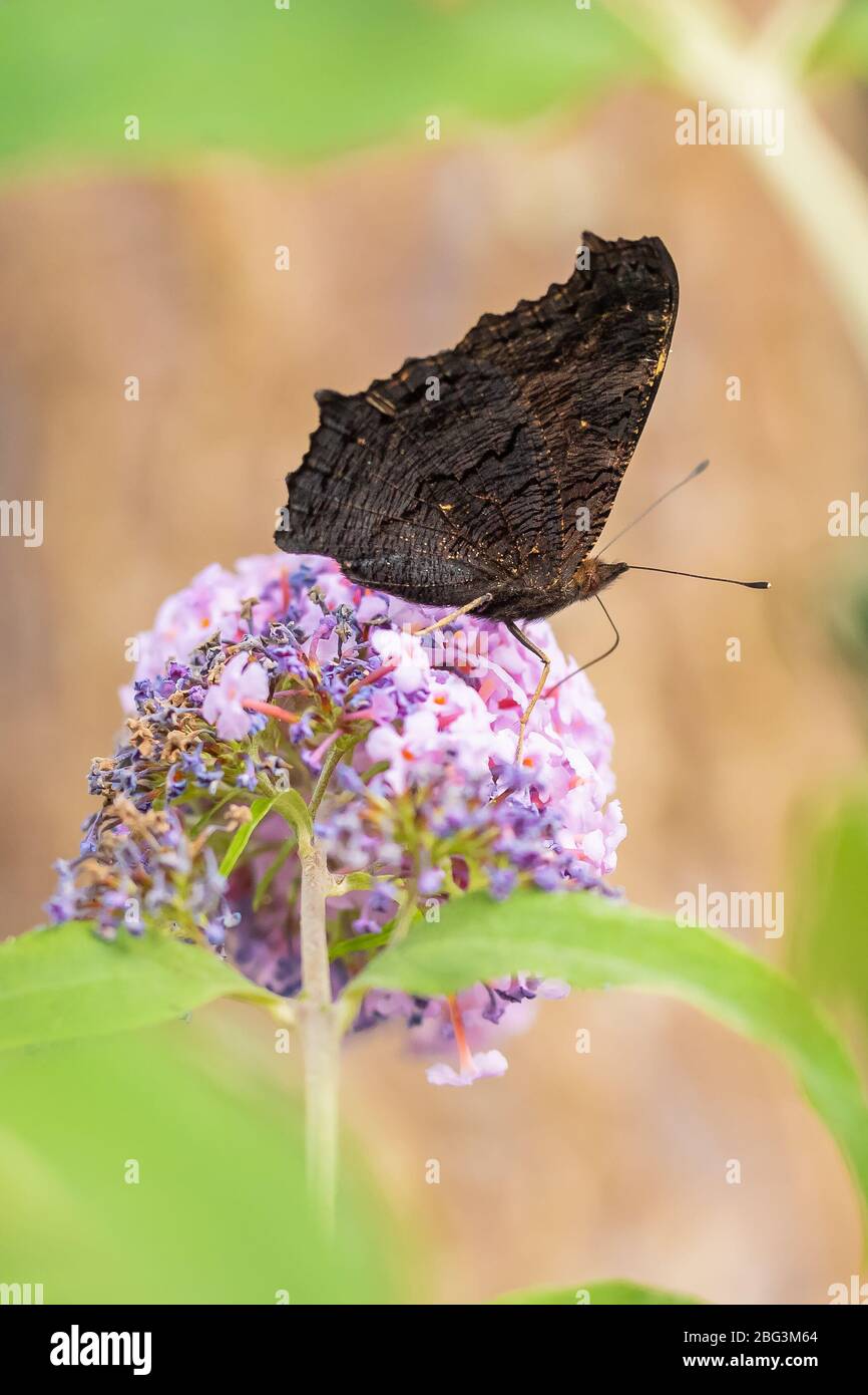 Aglais io, mariposa pavo real, alimentando el néctar de una mariposa púrpura-bush en el jardín. La brillante luz del sol, y colores vibrantes. Foto de stock