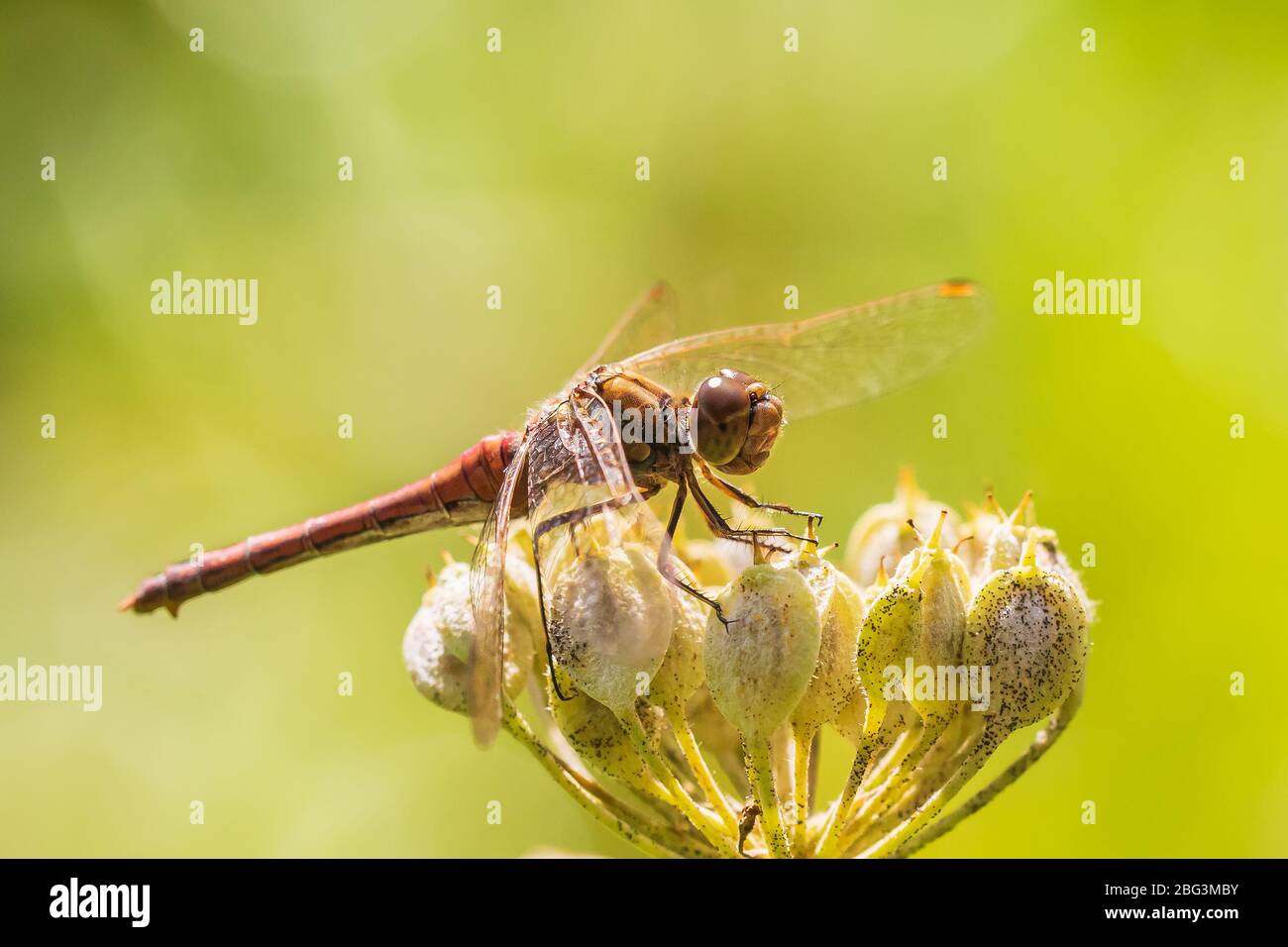 Sympetrum vulgatum, vagabundo darter o darter bigotudo closeup, descansando sobre la vegetación Foto de stock