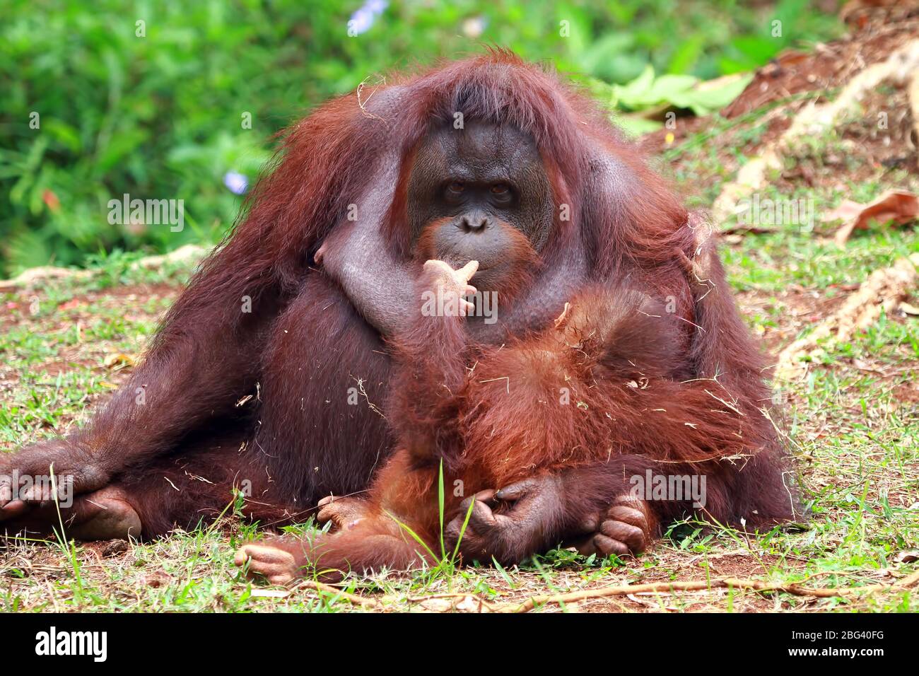 Orangután hembra con su bebé, Borneo, Indonesia Foto de stock