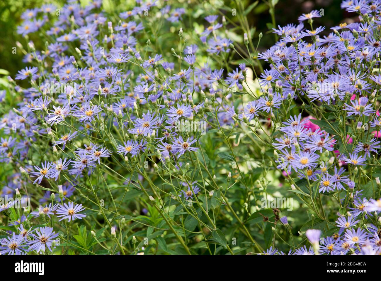 aster macrophyllus 'crepúsculo' Foto de stock