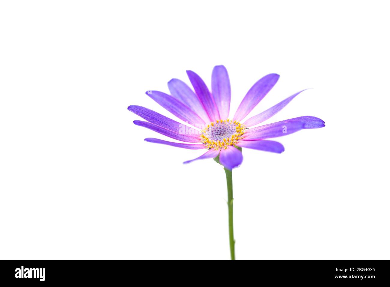 Captura de clave alta del tallo de la flor Senetti sobre fondo blanco brillante Foto de stock