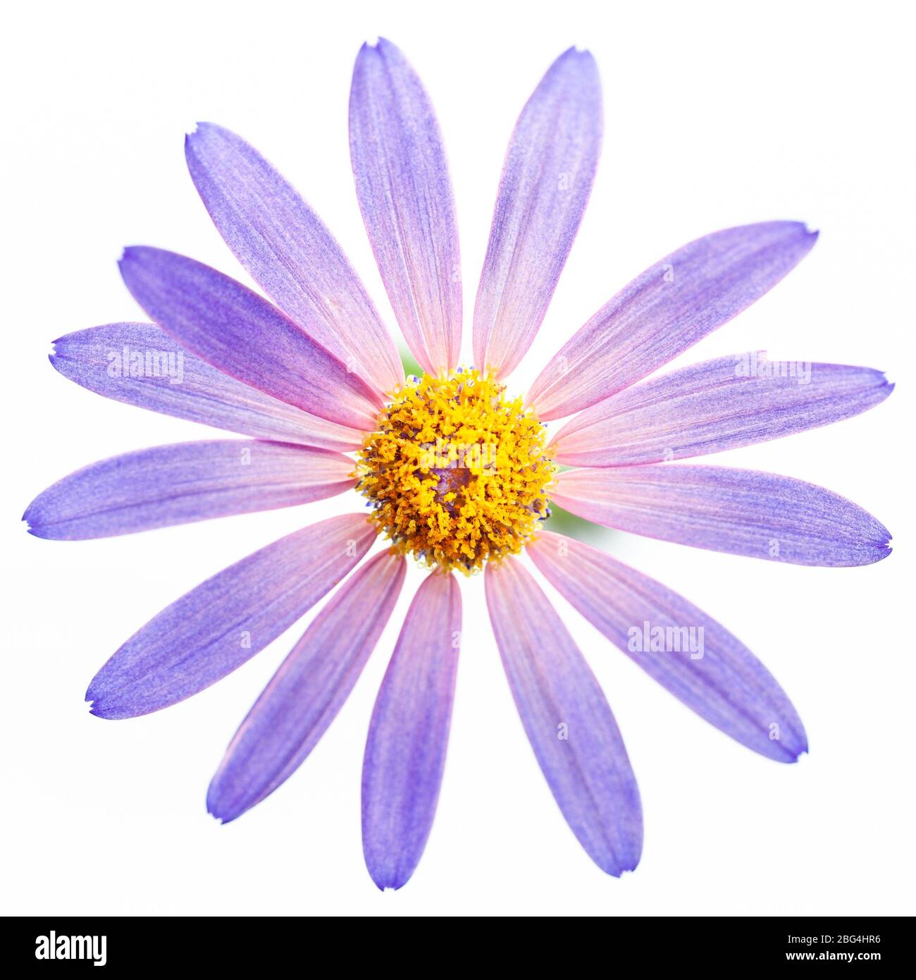 Primer plano de cabeza de flor de Senetti púrpura sobre un fondo blanco brillante en High Key Foto de stock