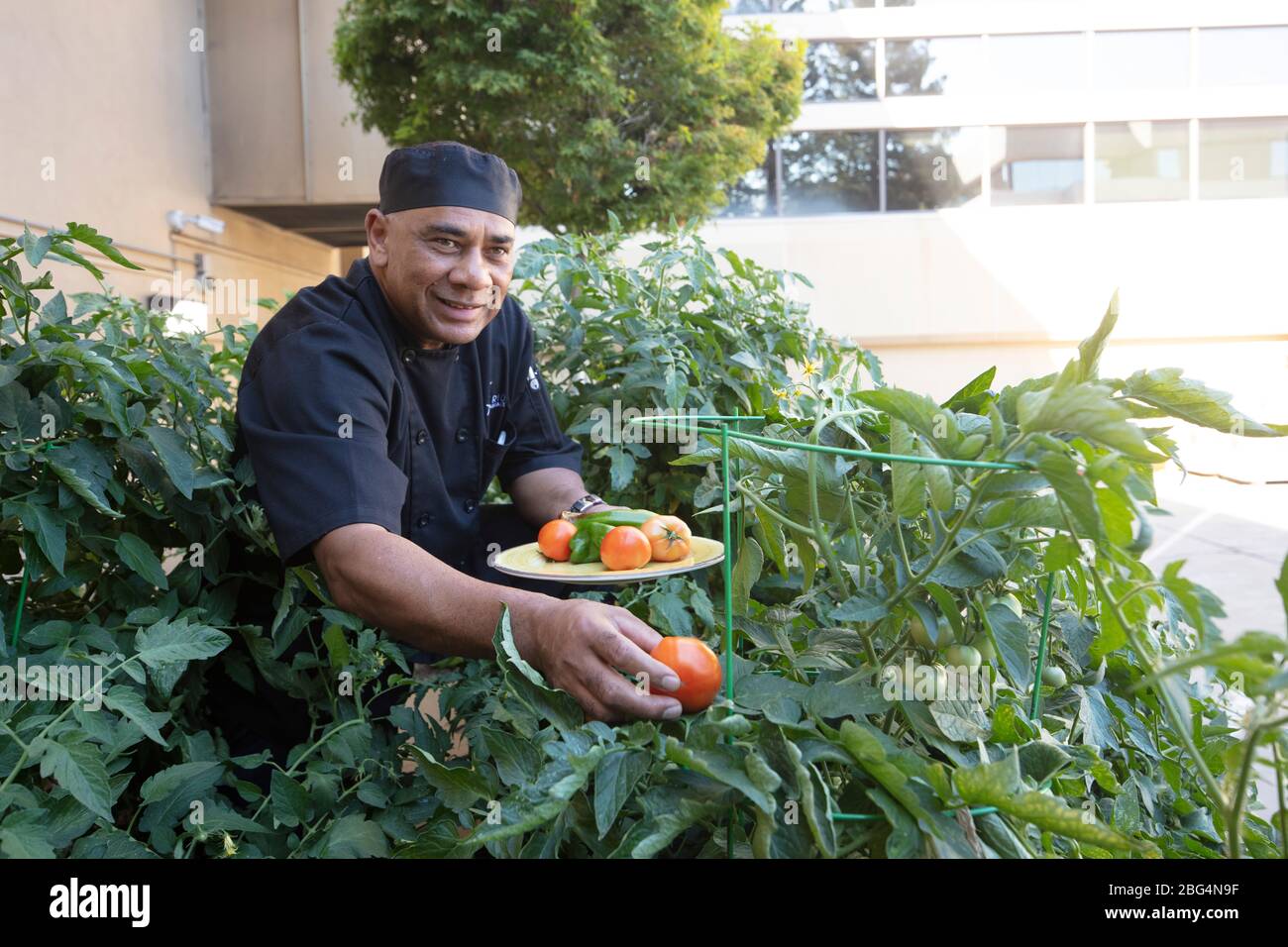 El hombre hispano picó tomates en el jardín Foto de stock
