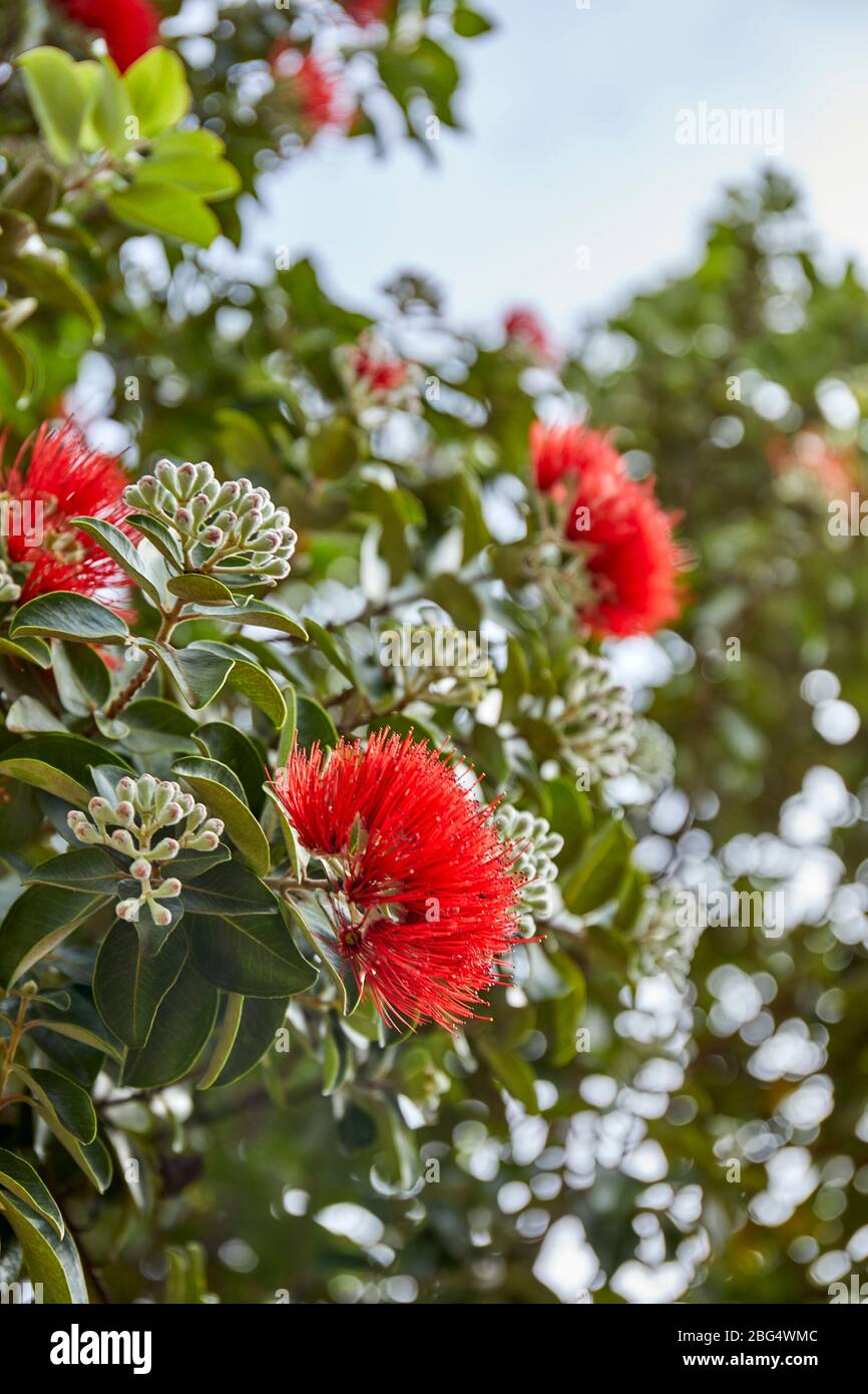 Flor de Ohia Lehua prosperando en la Reserva Natural de Hawai Foto de stock
