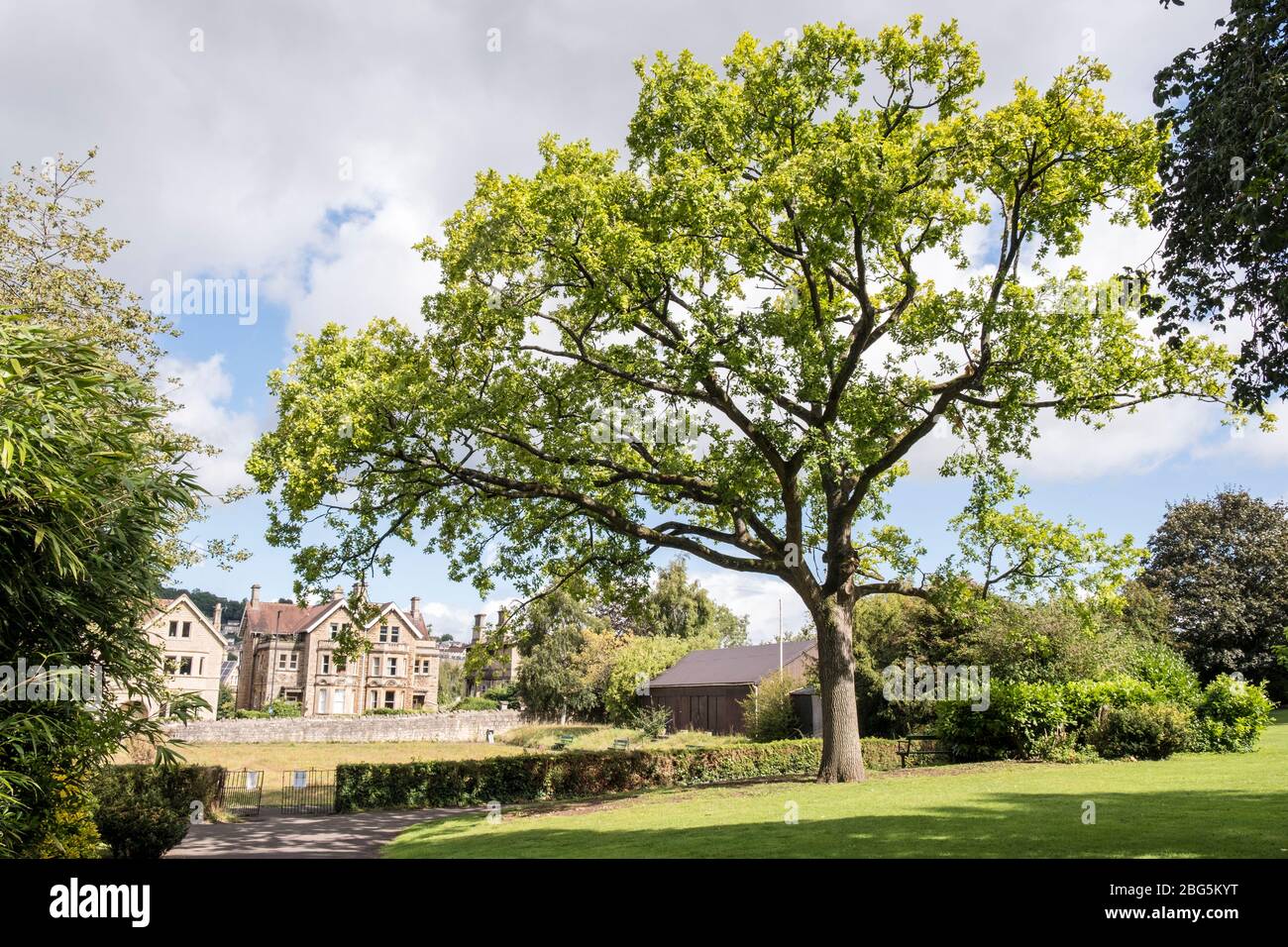 Roble de Oro, Quercus robur 'Concordia', árbol plantado para conmemorar el final de la primera Guerra Mundial. Jardines de Sydney, Bath, Somerset. Inglaterra, GB, Reino Unido Foto de stock
