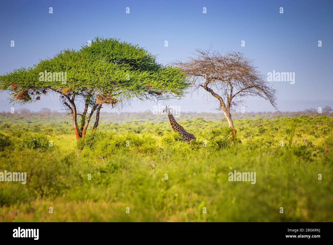 Jirafa de pie en hierba alta en el Parque Nacional Tsavo East, Kenia. Escondiéndose a la sombra bajo los árboles altos. Es una foto de la vida silvestre. Foto de stock